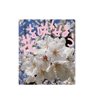 励ましたい桜（個別スタンプ：10）