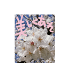 励ましたい桜（個別スタンプ：11）