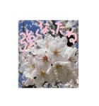 励ましたい桜（個別スタンプ：12）