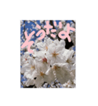 励ましたい桜（個別スタンプ：14）