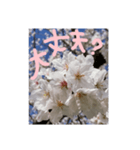 励ましたい桜（個別スタンプ：15）