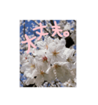 励ましたい桜（個別スタンプ：16）
