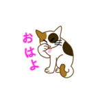 毎日ミケ（個別スタンプ：1）