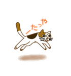 毎日ミケ（個別スタンプ：16）