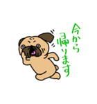 パグの日常(フォーン)（個別スタンプ：4）