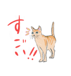 いろんな種類の猫たち 2（個別スタンプ：14）