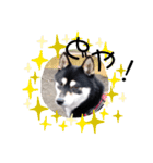 (>_<)maro（個別スタンプ：5）