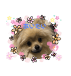 あんずの日常 ⑵（個別スタンプ：4）