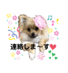 あんずの日常 ⑵（個別スタンプ：5）