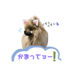 あんずの日常 ⑵（個別スタンプ：7）