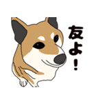 ほのぼの柴犬スタンプ（個別スタンプ：3）