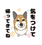 ほのぼの柴犬スタンプ（個別スタンプ：8）