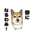 ほのぼの柴犬スタンプ（個別スタンプ：17）