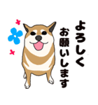 ほのぼの柴犬スタンプ（個別スタンプ：30）