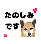 ほのぼの柴犬スタンプ（個別スタンプ：31）