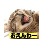 なぎこはるあきのスタンプ（個別スタンプ：3）