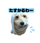 なぎこはるあきのスタンプ（個別スタンプ：6）