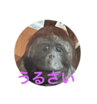 骸骨と動物（個別スタンプ：3）
