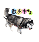 シベリアンハスキーのポンズ（個別スタンプ：9）