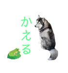 シベリアンハスキーのポンズ（個別スタンプ：10）