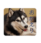 シベリアンハスキーのポンズ（個別スタンプ：11）