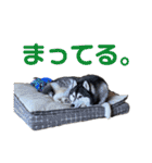 シベリアンハスキーのポンズ（個別スタンプ：12）
