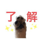 シベリアンハスキーのポンズ（個別スタンプ：17）