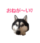 シベリアンハスキーのポンズ（個別スタンプ：24）