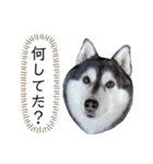 シベリアンハスキーのポンズ（個別スタンプ：36）