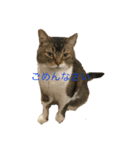 使えるかもしれない猫のスタンプ（個別スタンプ：1）