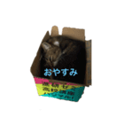使えるかもしれない猫のスタンプ（個別スタンプ：2）