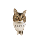 使えるかもしれない猫のスタンプ（個別スタンプ：4）