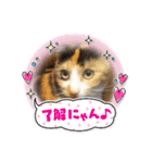 三毛猫のねねちゃんスタンプ2（個別スタンプ：3）