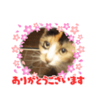 三毛猫のねねちゃんスタンプ2（個別スタンプ：4）