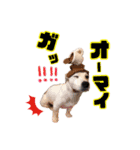 ジャックのラスさんスタンプ（個別スタンプ：4）