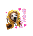 ジャックのラスさんスタンプ（個別スタンプ：5）