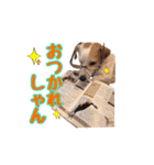 ジャックのラスさんスタンプ（個別スタンプ：6）