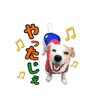 ジャックのラスさんスタンプ（個別スタンプ：11）