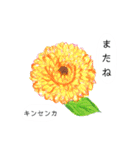 こんにちは！お花畑（個別スタンプ：7）