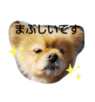 ポメラニアンみるくの日常会話4（個別スタンプ：6）