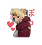 ポメラニアンみるくの日常会話4（個別スタンプ：7）