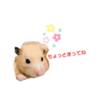 チャッキちゃんスタンプ 2！（個別スタンプ：3）