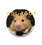 チャッキちゃんスタンプ 2！（個別スタンプ：7）