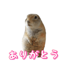 我が家のリチャードソンジリス！（個別スタンプ：1）
