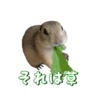 我が家のリチャードソンジリス！（個別スタンプ：2）