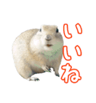 我が家のリチャードソンジリス！（個別スタンプ：3）