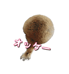 我が家のリチャードソンジリス！（個別スタンプ：5）
