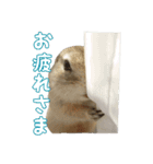 我が家のリチャードソンジリス！（個別スタンプ：7）