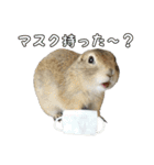 我が家のリチャードソンジリス！（個別スタンプ：8）