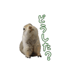 我が家のリチャードソンジリス！（個別スタンプ：9）